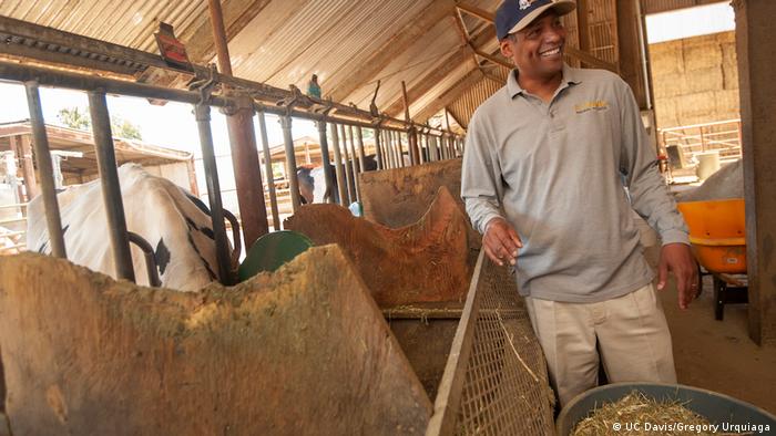 Professor Ermias Kebreab in a barn with cows at UC Davis. 
