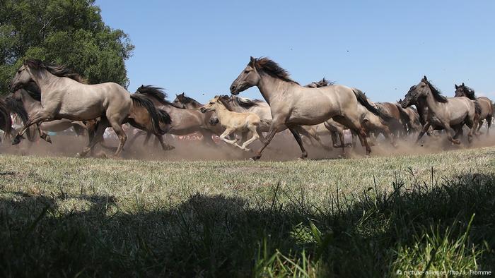 Wild Horses Wrangled In Germany Then Auctioned Off News Dw 27 05 2018