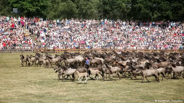 Wild horse wrangling event at Merfelder Bruch near Dülmen (Reuters/L. Kuegeler)