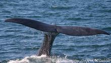 Säugetiere
Physeter macrocephalus sperm whale Großer Pottwal Physeter catodon Teilansicht von Wal tauchend Schwanzflosse Fluke über Meeresoberfläche Wasser ablaufend Überwasseraufnahme Einzeltier Querformat partial view of adult diving whale fluke visible above sea surface water running off one animal only horizontal format Verhalten behaviour behavior dark blue sea größtes Raubtier Raubtiere largest predator predators carnivore carnivores Fleischesser Fleischfresser Säuger Säugetier Meerestier Meerestiere Meeressäuger Pottwale Spermwal sperm whale pot whale spermacet whale Chordatiere Chordata Wirbeltiere vertebrate vertebrates Mammalia mammal mammals cetacean cetaceans Cetacea Wale whales Odontoceti odontocetes Zahnwale Zahnwal toothed whale toothed whales Physeteridae sperm whales cachalot cachalote cachelot Niederkalifornien Mexiko Nordamerika Amerika Baja California Mexico North America America Pottwal Pottwale Physeter catodon Physeter macrocephalus sperm whale Spermwhale Moby Dick Moby Dick | Verwendung weltweit