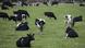 New Zealand cows New Zealand cows