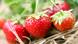 Strawberries in a field in eastern Germany Strawberries in a field in eastern Germany