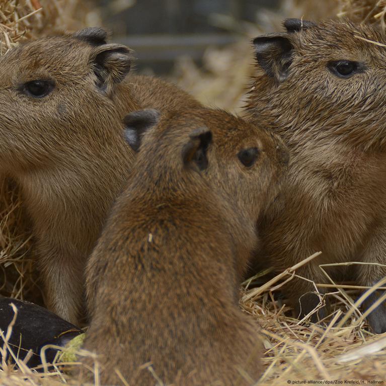 Кот на диване с пивом