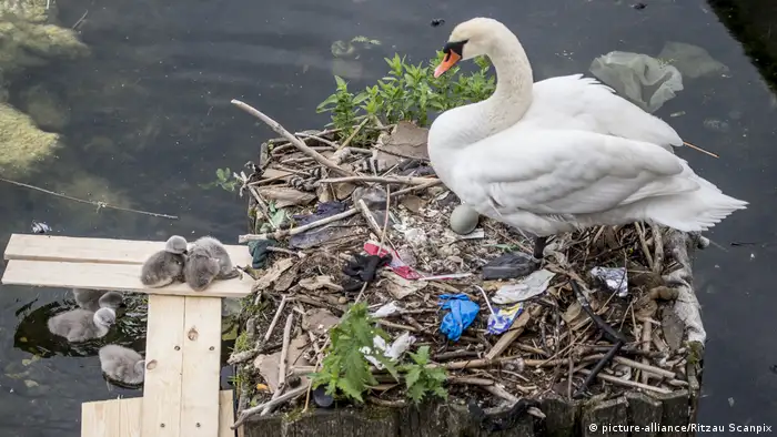 A swan nesting in garbage on a Copenhagen lake