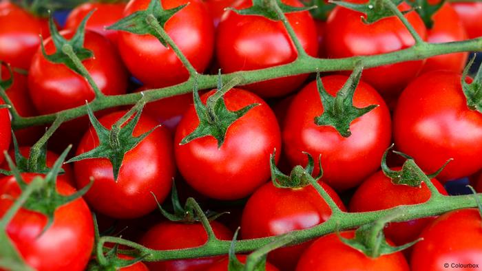 اكتشاف سر تغير طعم الطماطم! | علوم وتكنولوجيا | آخر الاكتشافات والدراسات من  DW عربية | DW | 17.05.2019