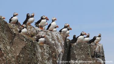 Climate Change Spells Peril for Puffins (Updated) - The National