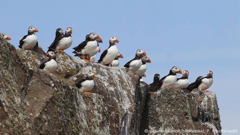 Puffin nesting sites in western Europe could be lost by end of