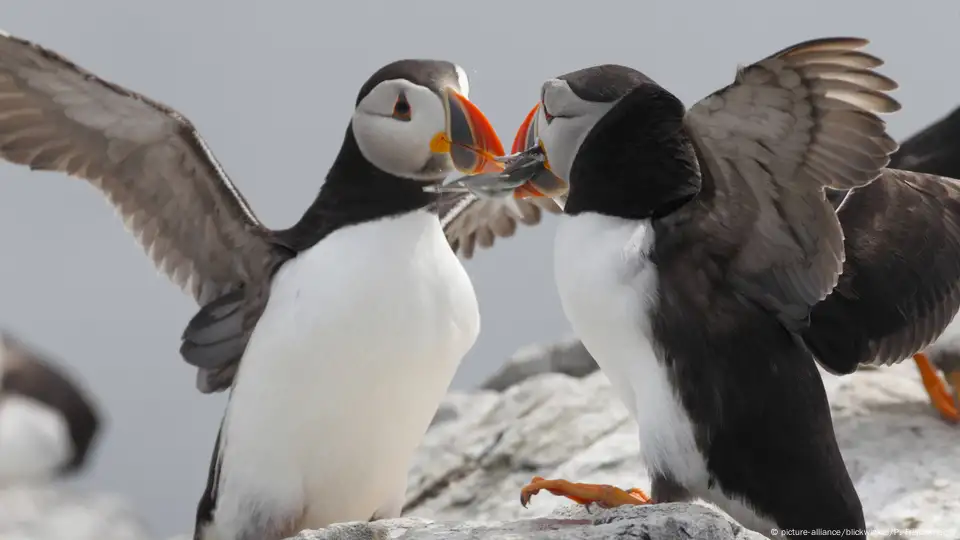 Puffin nesting sites in western Europe could be lost by end of