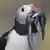 A puffin with a beak full of fish