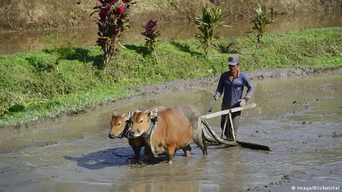 Indonesien Reisbauer bearbeitet ein Reisfeld mit Ochsen an den Reisterrassen von Jatiluwih