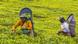 Sri Lankan women harvesting tea Sri Lankan women harvesting tea