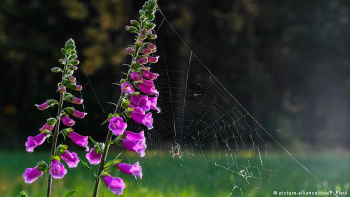 Те може да са отблъскващи, но са важни за природата