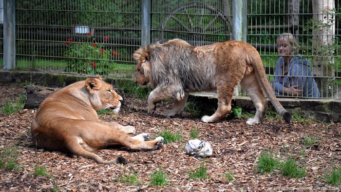 Dos leones, dos tigres, un jaguar y una víctima fatal | Alemania Hoy | DW |  