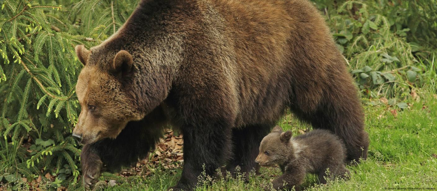 Biggest bear in almost 200 years wanders around German Alps