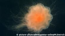 Feuerqualle (Cyanea capillata) in der Ostsee, Kieler Förde, Deutschland , Lion's mane jellyfish (Cyanea capillata) in the Baltic Sea, Kiel Bay, Germany | Verwendung weltweit