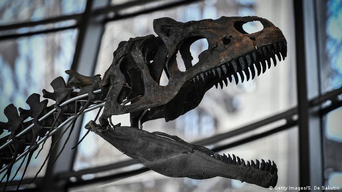 الديناصورات ... عظام يمثل يمثل عظام