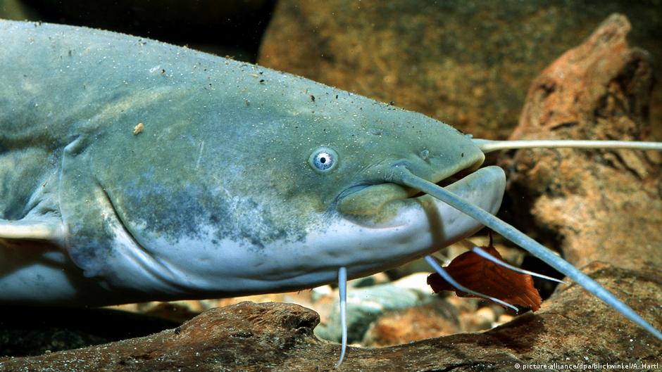 The 77 Percent Catfish farming in Ghana DW 06/19/2018
