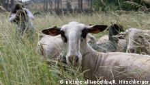 Придворные овечки в потсдамском парке Сан-Суси