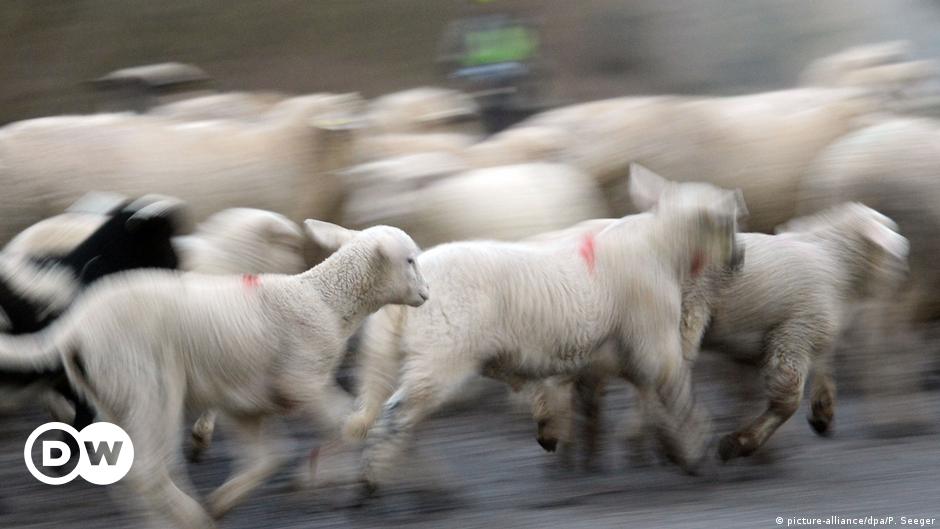 German train collides with herd of sheep – DW – 06/06/2018