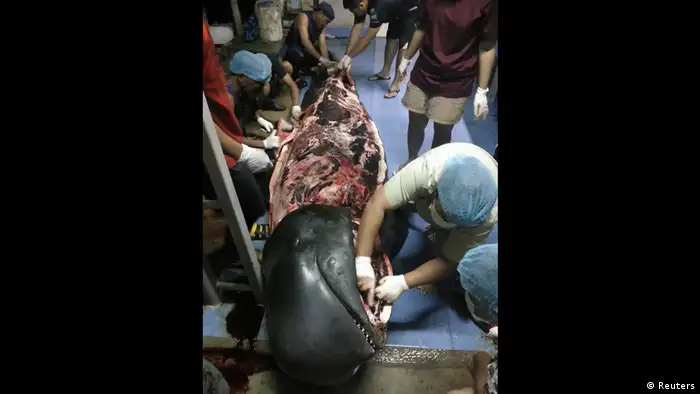 Thailand: dead whale being dissected