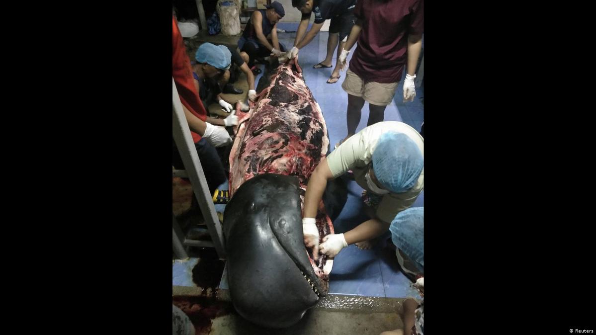 Thailand Wal verendet an mehr als 80 Plastiktten im Magen (Reuters)