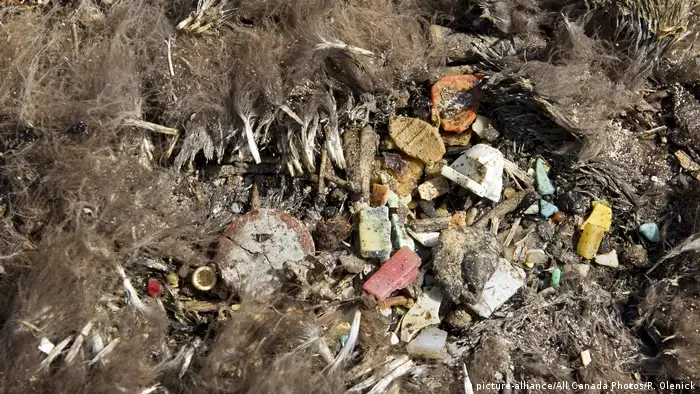 Filhote de albatroz foi encontrado morto em Sand Island, no Havaí, com vários pedaços de plástico no estômago