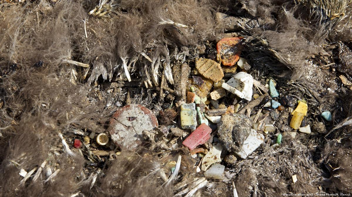 Filhote de albatroz foi encontrado morto em Sand Island, no Havaí, com vários pedaços de plástico no estômago