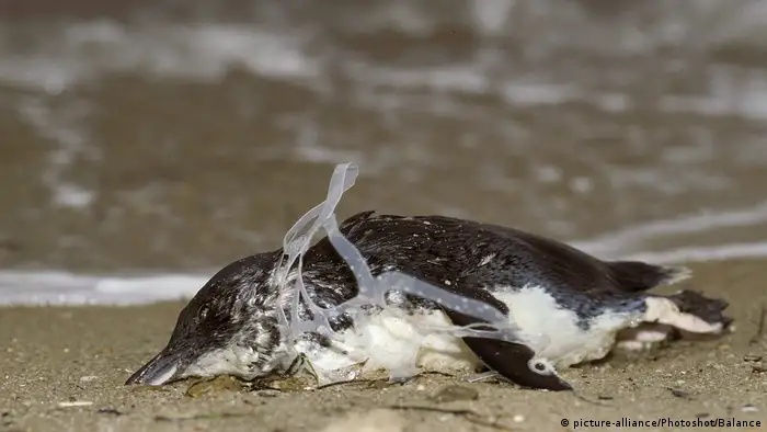 Dead pinguin tangled in six pack ring