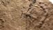 Pegadas mais antigas da Terra descobertas na China Pegadas mais antigas da Terra descobertas na China