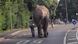 Elephant breaks out of circus in Germany and strolls through Neuwied Elephant breaks out of circus in Germany and strolls through Neuwied