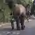 Elefant bricht aus Zirkus aus und spaziert durch die Stadt