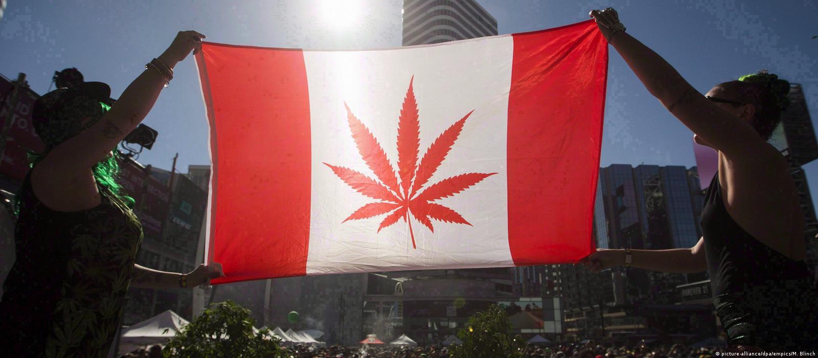 факты о марихуане в канаде