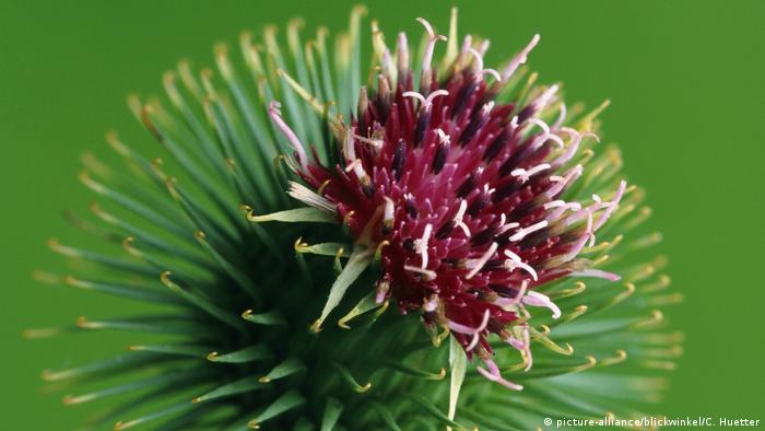 The burr (seedhead) of a burdock - with a purple flower and tiny yellow hooks (photo: picture-alliance/blickwinkel/C. Huetter)