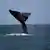 A whale tail is seen extended out of the ocean