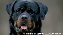 11.03.2018., Zagreb,Croatia - Rottweiler. The Rottweiler is a breed of domestic dog, regarded as medium-to-large or large. The dogs were known in German as Rottweiler Metzgerhund, meaning Rottweil butchers' dogs, because their main use was to herd livestock and pull carts laden with butchered meat to market
Photo: Dalibor Urukalovic/PIXSELL |