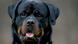 Hunderassen - Rottweiler Hunderassen - Rottweiler