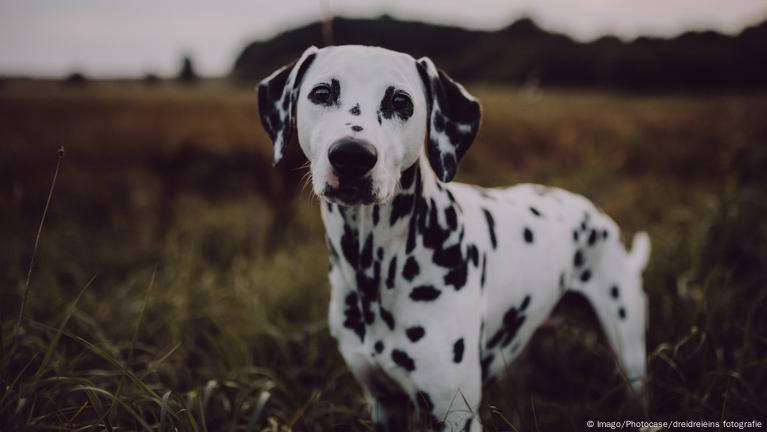 5 dog breeds whose names reveal their European origins – DW – 10/02/2018