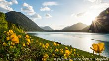 Butterblumen beim Sonnenuntergang