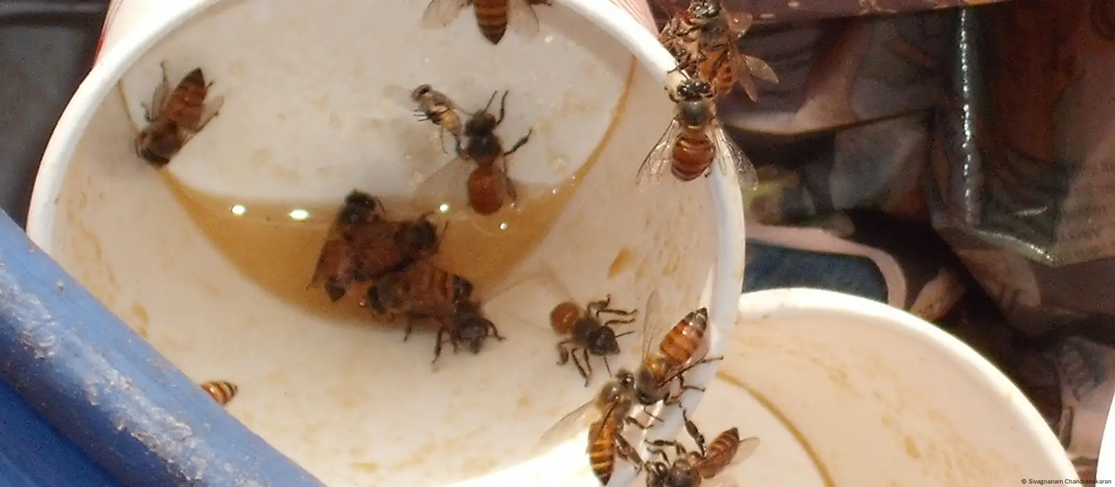 Hot Shot Ant Bait, Kills the Queen and Colony, Works Saudi Arabia