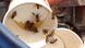 Dead bees in a paper cup Dead bees in a paper cup
