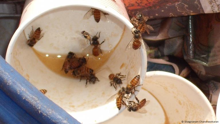 Scientists Have Some Wild Ideas for Solving Our Big Bee Problem