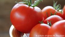 Tomaten, Biotomaten aus dem eigenen Garten liegen auf einem Teller | Verwendung weltweit