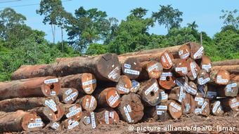 Tropenholz aus Suriname