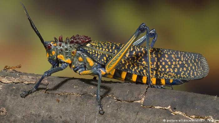 A rainbow milkweed locust (picture-alliance/Wildlife/F. Teigler)