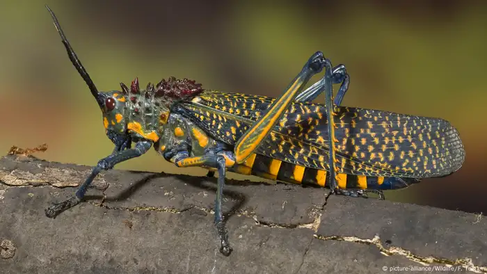 A rainbow milkweed locust (picture-alliance/Wildlife/F. Teigler)