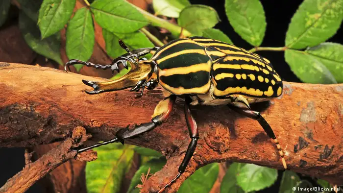 A giant African fruit beetle (Imago/Blickwinkel)