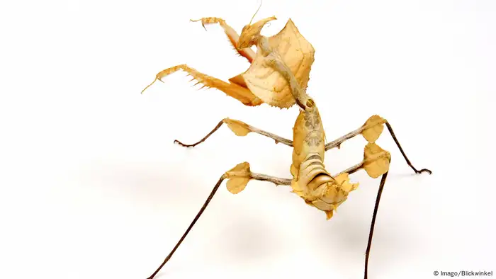 Giant Devil's Flower Mantis (Imago/Blickwinkel)