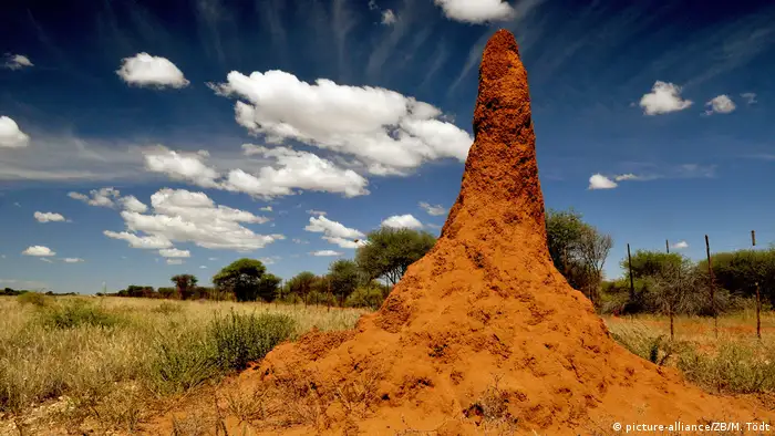 Termite builders in Namibia (picture-alliance/ZB/M. Tödt)