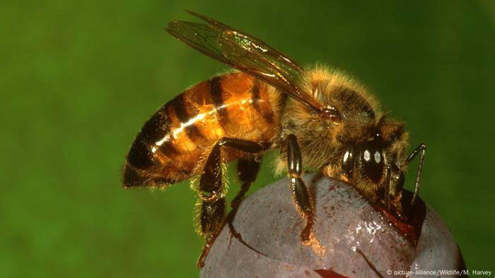 The African honeybee (picture-alliance/Wildlife/M. Harvey)
