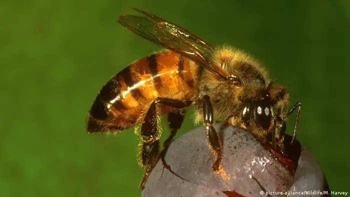 The African honeybee (picture-alliance/Wildlife/M. Harvey)